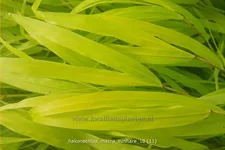 Hakonechloa macra 'SunFlare'