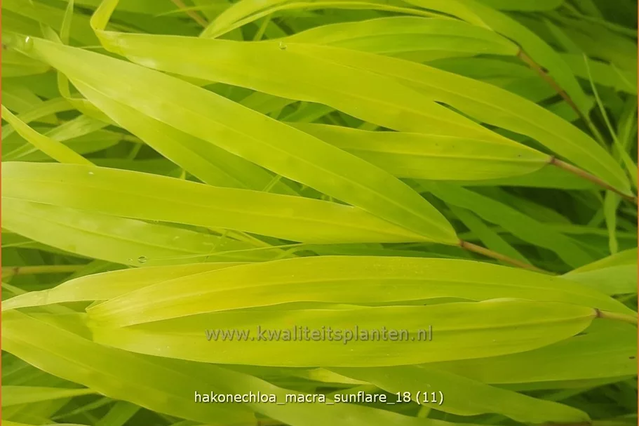 Hakonechloa macra 'SunFlare'