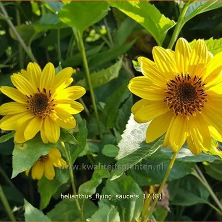 Helianthus 'Flying Saucers'
