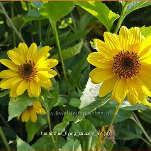 Helianthus 'Flying Saucers'