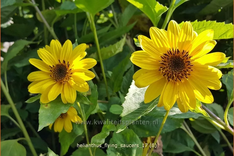 Helianthus 'Flying Saucers'