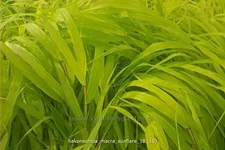 Hakonechloa macra 'SunFlare'