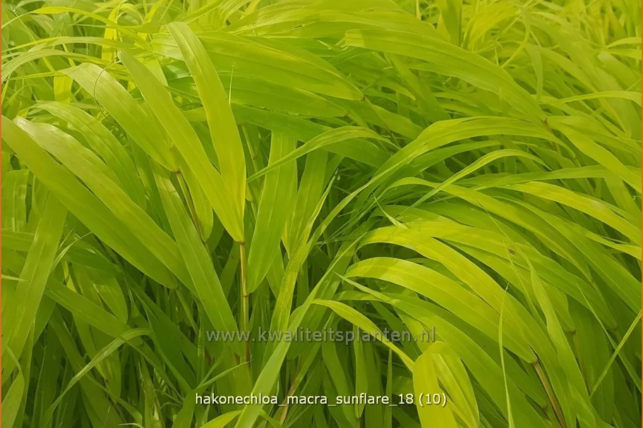 Hakonechloa macra 'SunFlare'