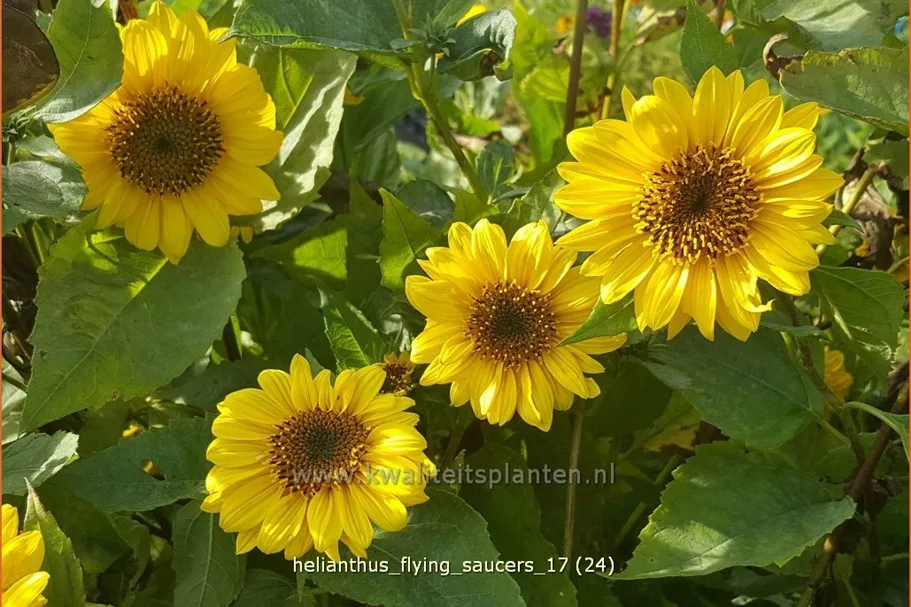 Helianthus 'Flying Saucers'