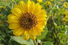 Helianthus 'Flying Saucers'
