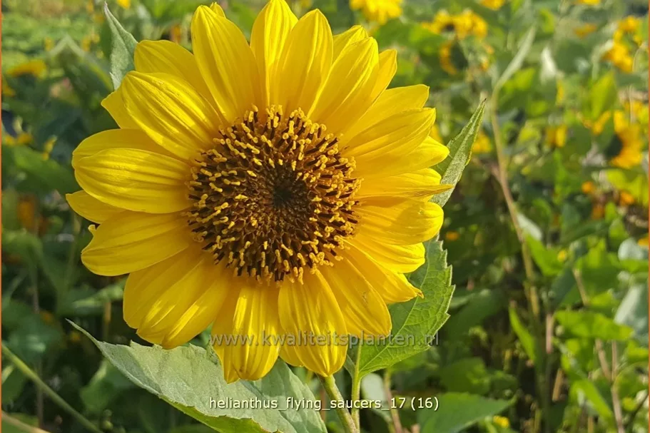 Helianthus 'Flying Saucers'