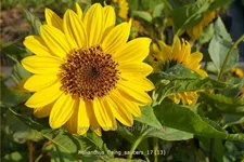 Helianthus 'Flying Saucers'