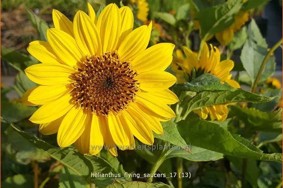 Helianthus 'Flying Saucers'