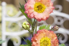 Geum 'Cosmopolitan'®