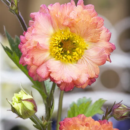 Geum 'Cosmopolitan'®