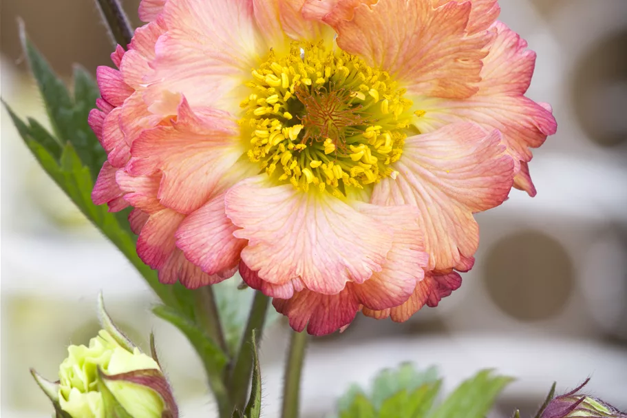 Geum 'Cosmopolitan'®