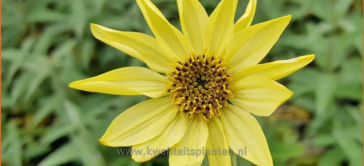 Helianthus giganteus 'Sheila´s Sunshine'