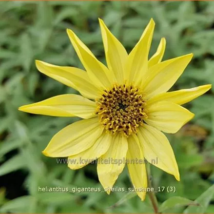 Helianthus giganteus 'Sheila´s Sunshine'