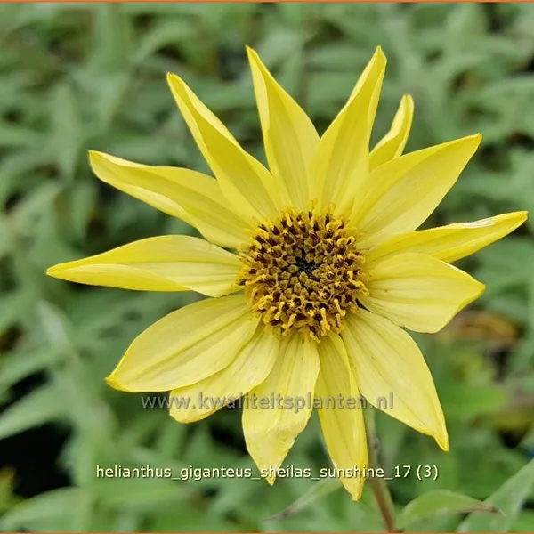 Helianthus giganteus 'Sheila´s Sunshine'