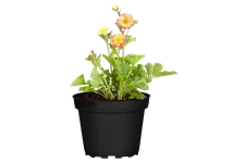 Geum 'Cosmopolitan'®