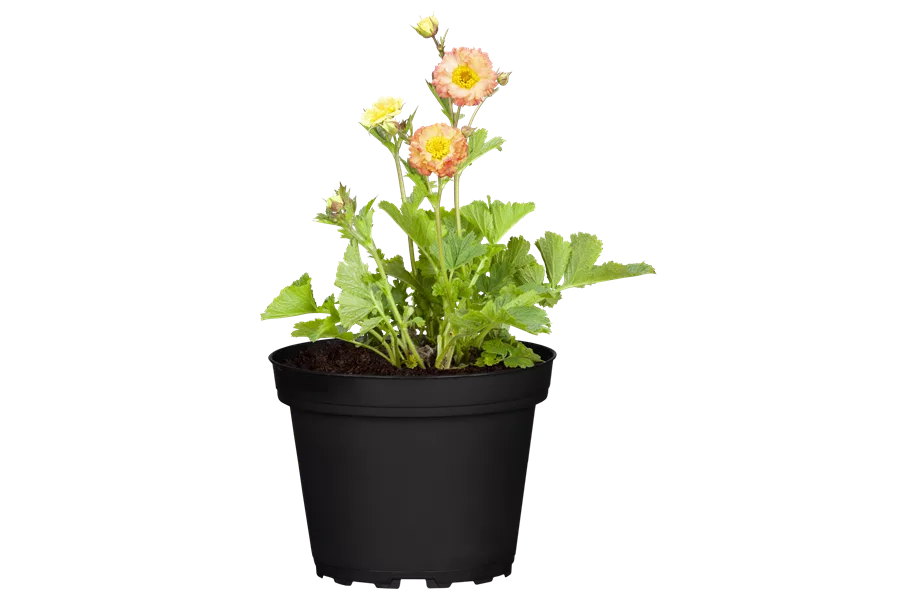 Geum 'Cosmopolitan'®