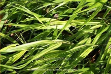 Hakonechloa macra 'Sunny Delight'
