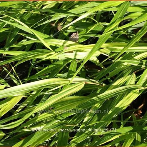 Hakonechloa macra 'Sunny Delight'