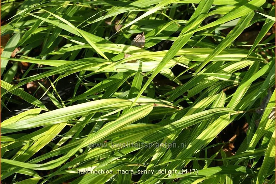 Hakonechloa macra 'Sunny Delight'