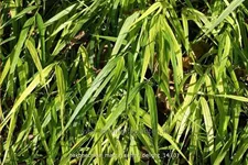 Hakonechloa macra 'Sunny Delight'