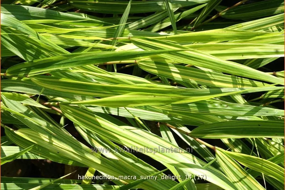 Hakonechloa macra 'Sunny Delight'