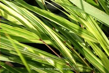 Hakonechloa macra 'Sunny Delight'