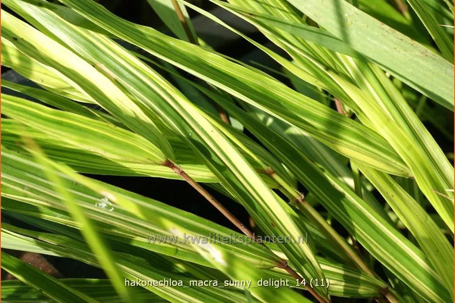 Hakonechloa macra 'Sunny Delight'