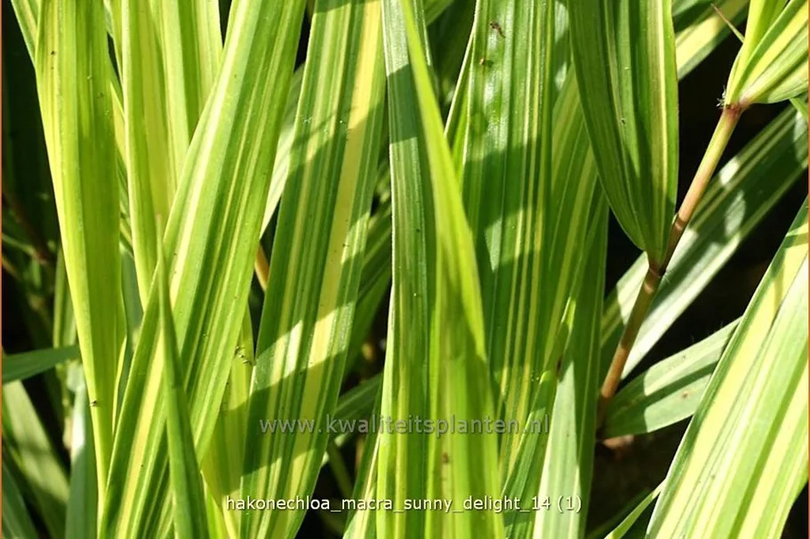 Hakonechloa macra 'Sunny Delight'