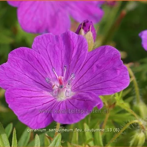 Geranium sanguineum 'Feu d'Autumne'