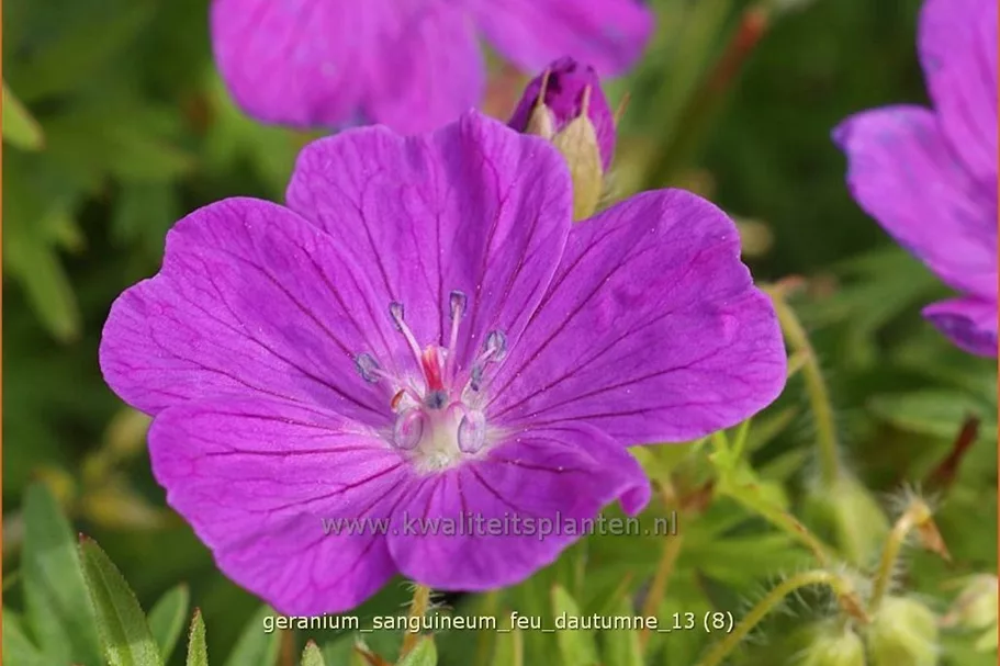 Geranium sanguineum 'Feu d'Autumne'