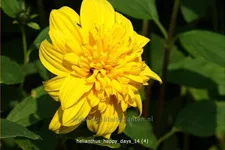 Helianthus 'Happy Days'