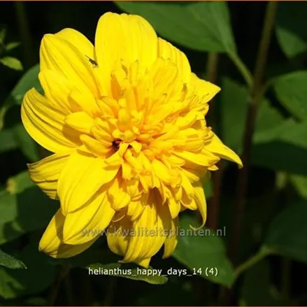 Helianthus 'Happy Days'