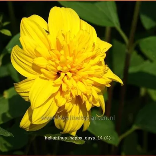 Helianthus 'Happy Days'