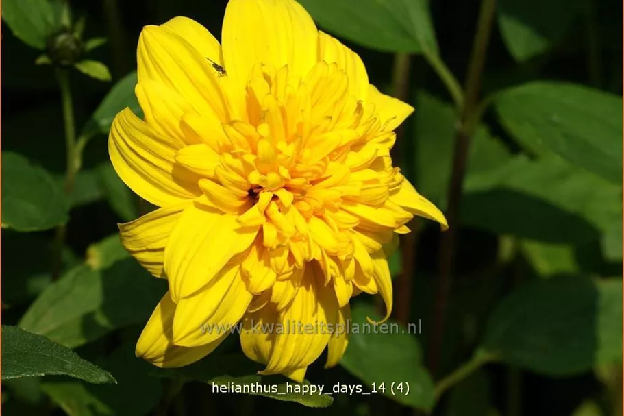 Helianthus 'Happy Days'