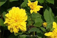 Helianthus 'Happy Days'