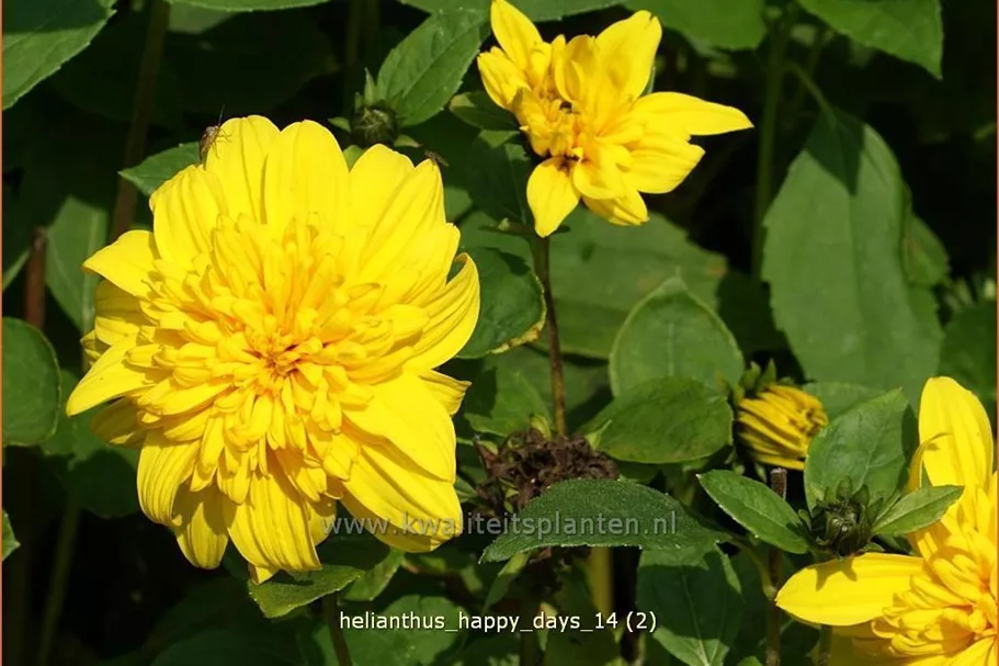 Helianthus 'Happy Days'