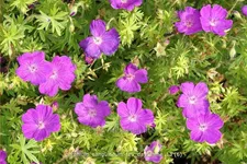 Geranium sanguineum 'Feu d'Autumne'