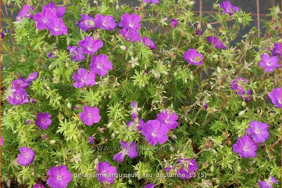 Geranium sanguineum 'Feu d'Autumne'