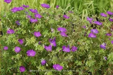 Geranium sanguineum 'Feu d'Autumne'