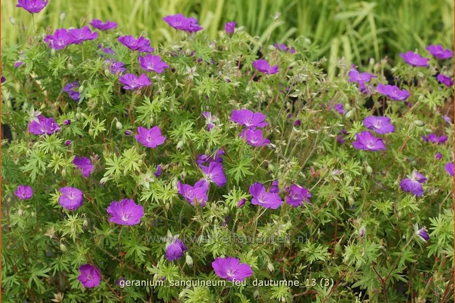 Geranium sanguineum 'Feu d'Autumne'