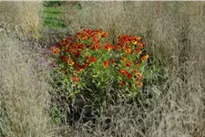 Helenium 'Baudirektor Linne'
