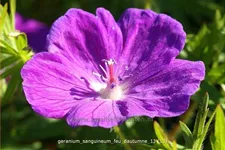 Geranium sanguineum 'Feu d'Autumne'