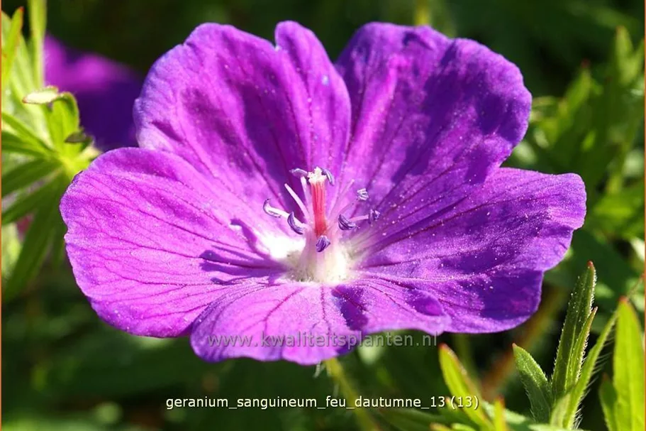 Geranium sanguineum 'Feu d'Autumne'
