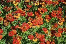 Helenium 'Baudirektor Linne'