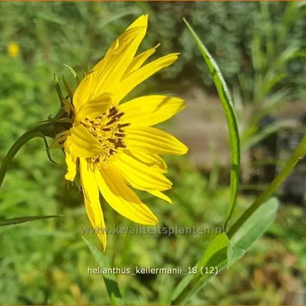 Helianthus kellermanii