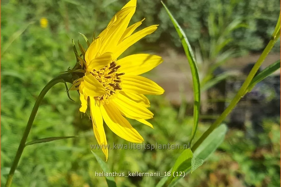 Helianthus kellermanii
