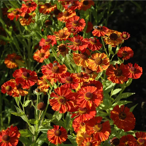 Helenium 'Baudirektor Linne'