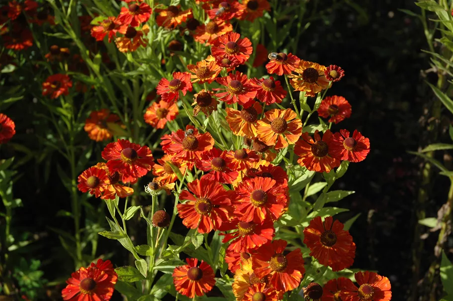 Helenium 'Baudirektor Linne'