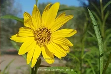 Helianthus kellermanii