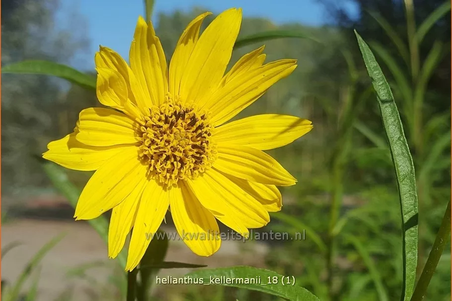 Helianthus kellermanii